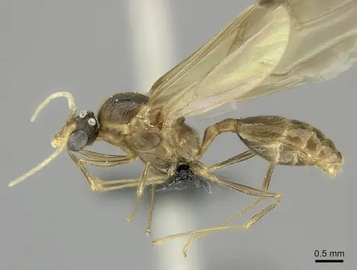 Pheidole tenebrovulgaris specimen CASENT0235035 image casent0235035_3