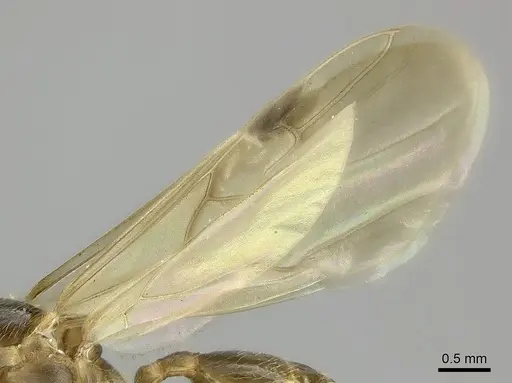 Pheidole tenebrovulgaris specimen CASENT0235035 image casent0235035_4