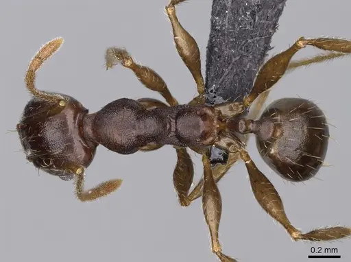 Pheidole tenebrovulgaris specimen CASENT0235036 image casent0235036_1