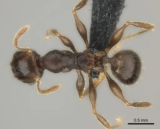Pheidole tenebrovulgaris specimen CASENT0235036 image casent0235036_2