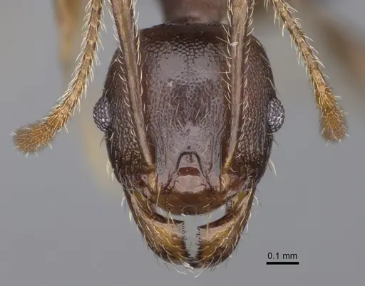 Pheidole tenebrovulgaris specimen CASENT0235036 image casent0235036_3