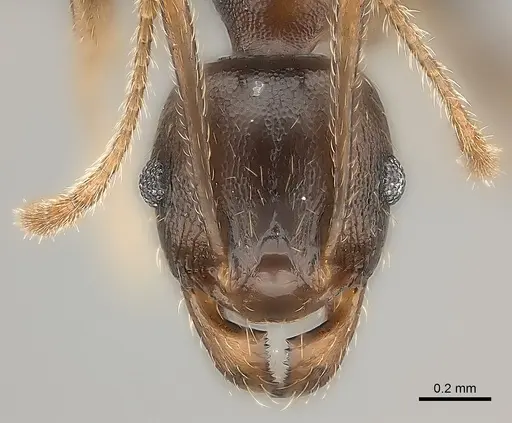 Pheidole tenebrovulgaris specimen CASENT0235036 image casent0235036_4