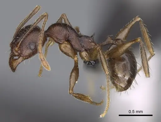Pheidole tenebrovulgaris specimen CASENT0235036 image casent0235036_5