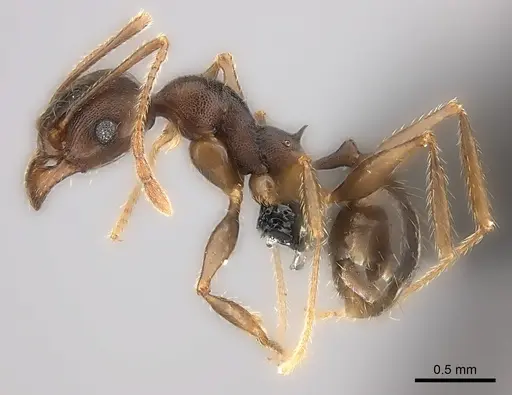 Pheidole tenebrovulgaris specimen CASENT0235036 image casent0235036_6