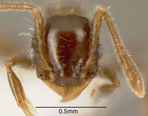 Pheidole tennantae specimen CASENT0635535 image casent0635535_1