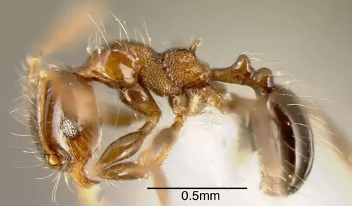 Pheidole tennantae specimen CASENT0635535 image casent0635535_2