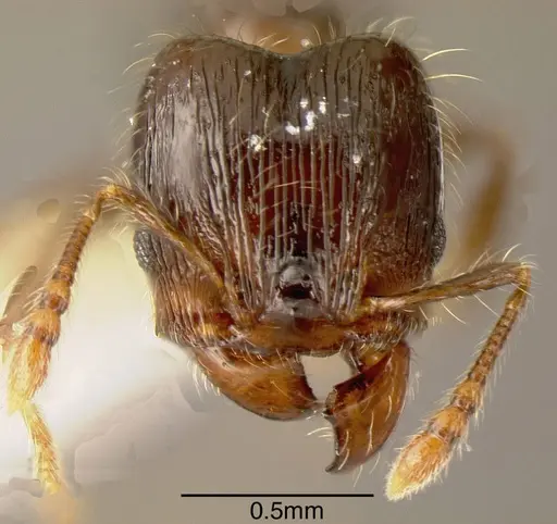 Pheidole tennantae specimen INBIOCRI001242645 image inbiocri001242645_1