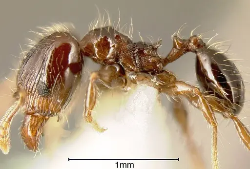 Pheidole tennantae specimen INBIOCRI001242645 image inbiocri001242645_2