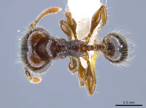Pheidole tennantae specimen JTLC000007236 image jtlc000007236_1
