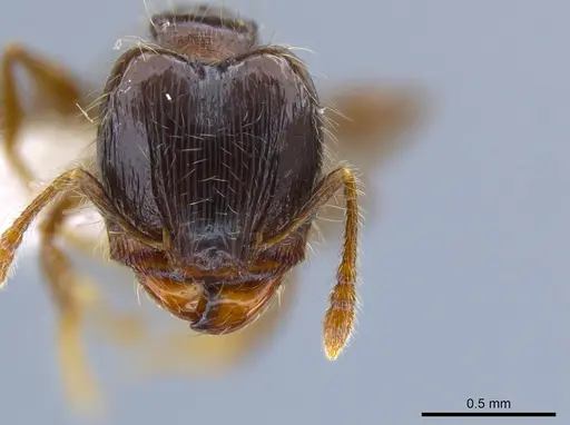 Pheidole tennantae specimen JTLC000007236 image jtlc000007236_2