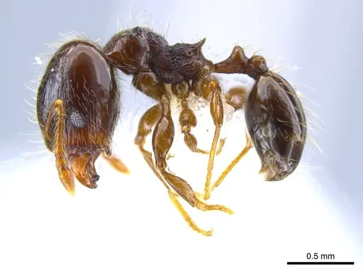 Pheidole tennantae specimen JTLC000007236 image jtlc000007236_3