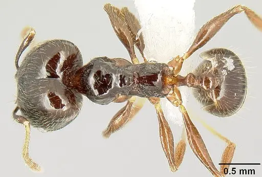 Pheidole tenuicephala specimen CASENT0609054 image casent0609054_1