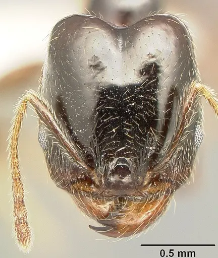 Pheidole tenuicephala specimen CASENT0609054 image casent0609054_2