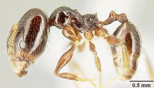 Pheidole tenuicephala specimen CASENT0609054 image casent0609054_3