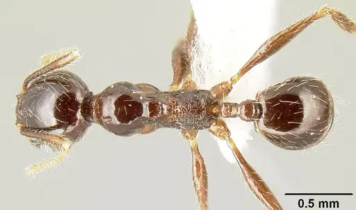 Pheidole tenuicephala specimen CASENT0609055 image casent0609055_1