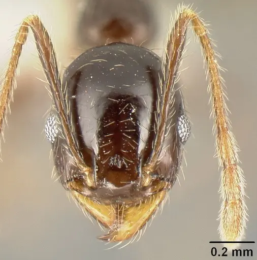 Pheidole tenuicephala specimen CASENT0609055 image casent0609055_2