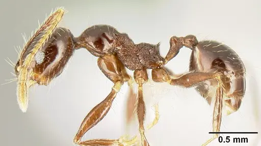Pheidole tenuicephala specimen CASENT0609055 image casent0609055_3