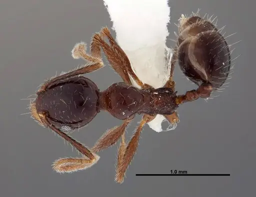 Pheidole tenuicephala specimen CASENT0609057 image casent0609057_1