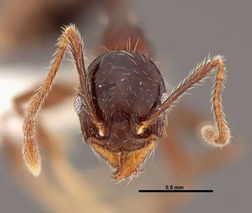 Pheidole tenuicephala specimen CASENT0609057 image casent0609057_2