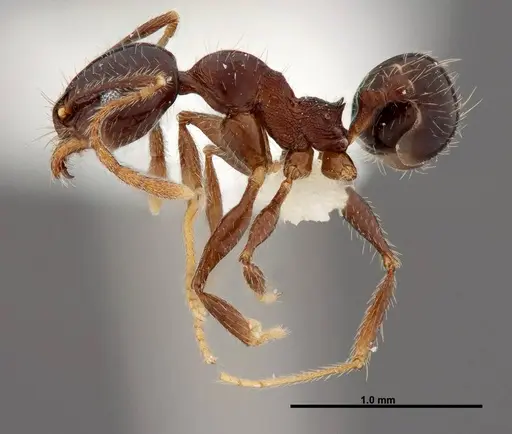 Pheidole tenuicephala specimen CASENT0609057 image casent0609057_3