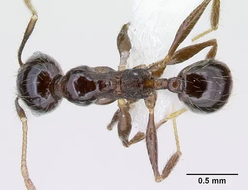 Pheidole tenuicephala specimen CASENT0609060 image casent0609060_1