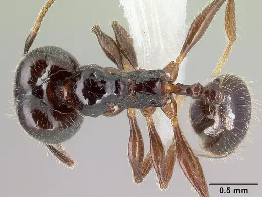 Pheidole tenuicephala specimen CASENT0609069 image casent0609069_1