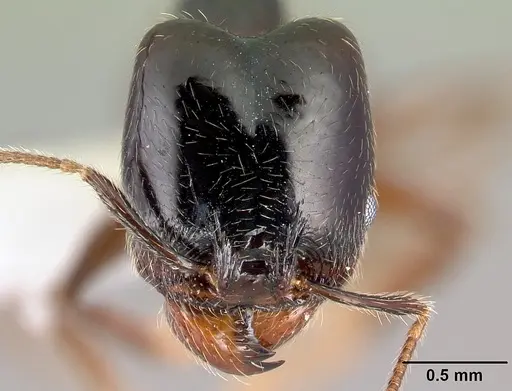Pheidole tenuicephala specimen CASENT0609069 image casent0609069_2