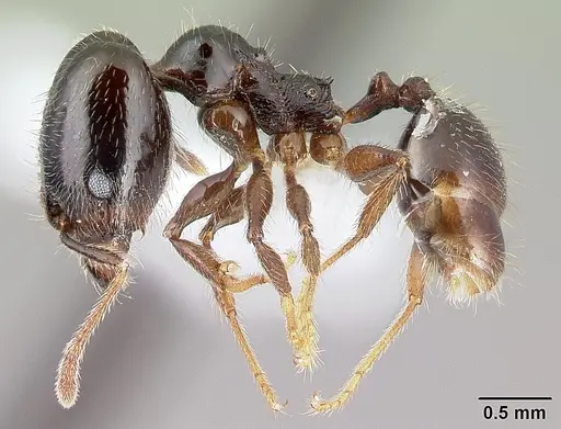 Pheidole tenuicephala specimen CASENT0609069 image casent0609069_3