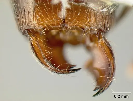 Pheidole tenuicephala specimen CASENT0609073 image casent0609073_1