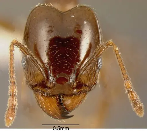Pheidole tenuicephala specimen CASENT0635546 image casent0635546_1