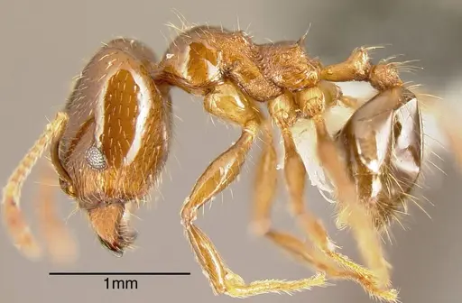Pheidole tenuicephala specimen CASENT0635546 image casent0635546_2