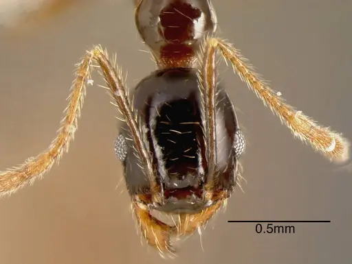 Pheidole tenuicephala specimen CASENT0635547 image casent0635547_1