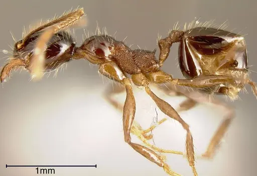 Pheidole tenuicephala specimen CASENT0635547 image casent0635547_2