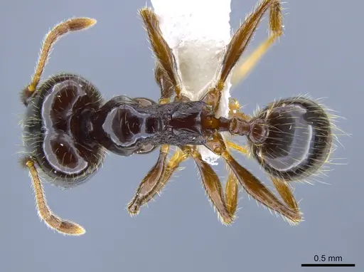 Pheidole tenuicephala specimen CASENT0635760 image casent0635760_1