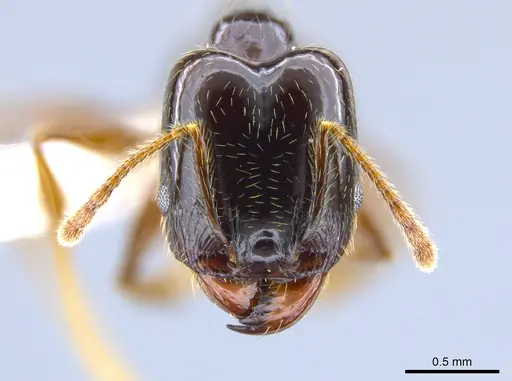 Pheidole tenuicephala specimen CASENT0635760 image casent0635760_2