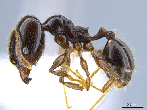 Pheidole tenuicephala specimen CASENT0635760 image casent0635760_3