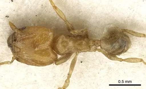 Pheidole tenuiclavata specimen CASENT0901531 image casent0901531_1