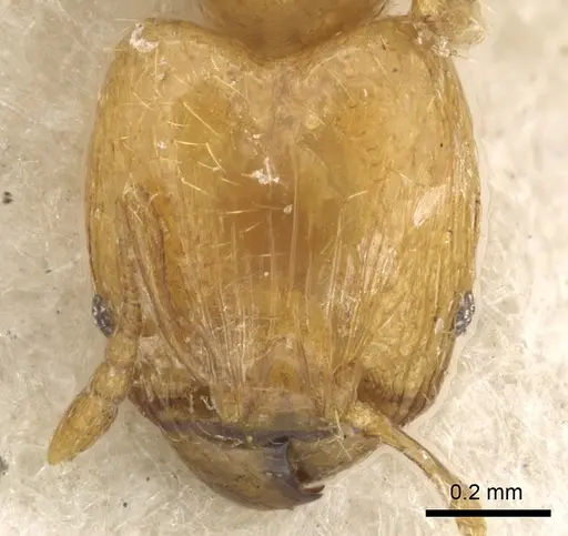 Pheidole tenuiclavata specimen CASENT0901531 image casent0901531_2