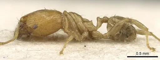 Pheidole tenuiclavata specimen CASENT0901531 image casent0901531_3
