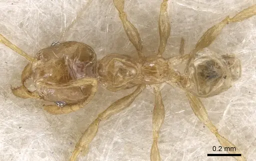 Pheidole tenuiclavata specimen CASENT0901538 image casent0901538_1