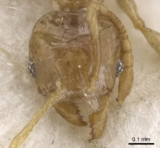 Pheidole tenuiclavata specimen CASENT0901538 image casent0901538_2