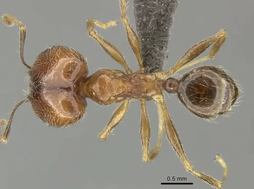 Pheidole tenuinodis specimen CASENT0235968 image casent0235968_1