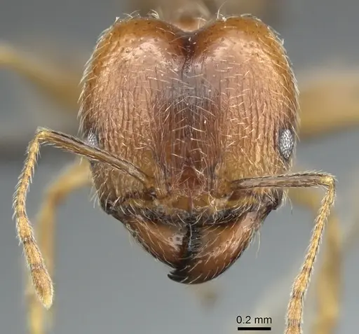 Pheidole tenuinodis specimen CASENT0235968 image casent0235968_2