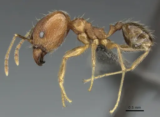 Pheidole tenuinodis specimen CASENT0235968 image casent0235968_3