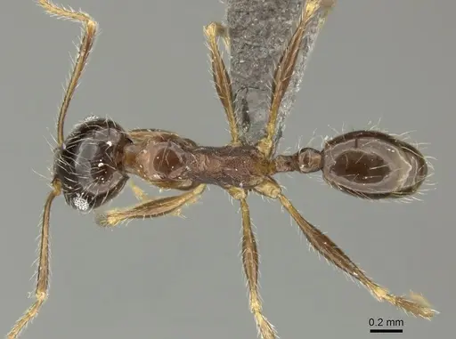 Pheidole tenuinodis specimen CASENT0235969 image casent0235969_1