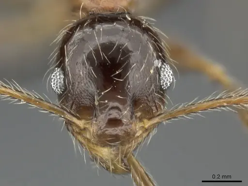 Pheidole tenuinodis specimen CASENT0235969 image casent0235969_2
