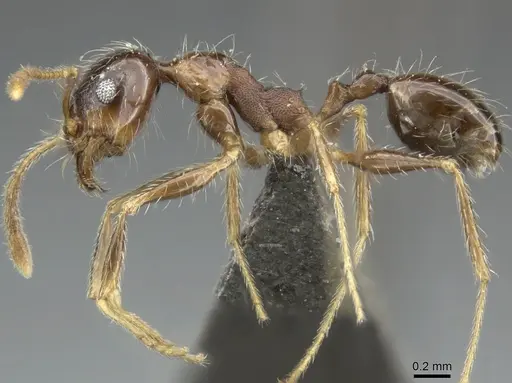 Pheidole tenuinodis specimen CASENT0235969 image casent0235969_3