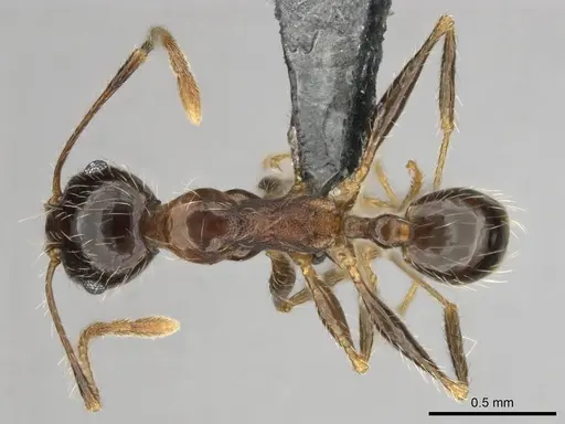 Pheidole tenuinodis specimen CASENT0252721 image casent0252721_1