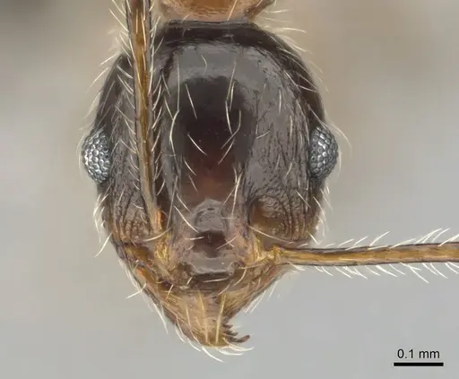 Pheidole tenuinodis specimen CASENT0252721 image casent0252721_2