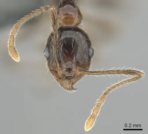 Pheidole tenuinodis specimen CASENT0252721 image casent0252721_3